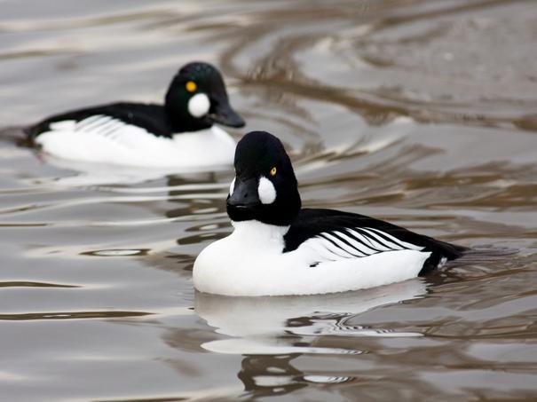 Winter Ducks