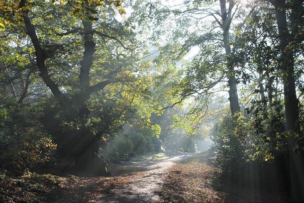 Winter Woodlands