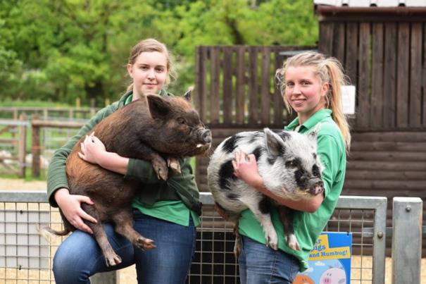 Keepers holding pigs at Wroxham Barns
